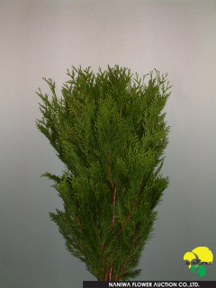 Thuja occidentalis.jpg